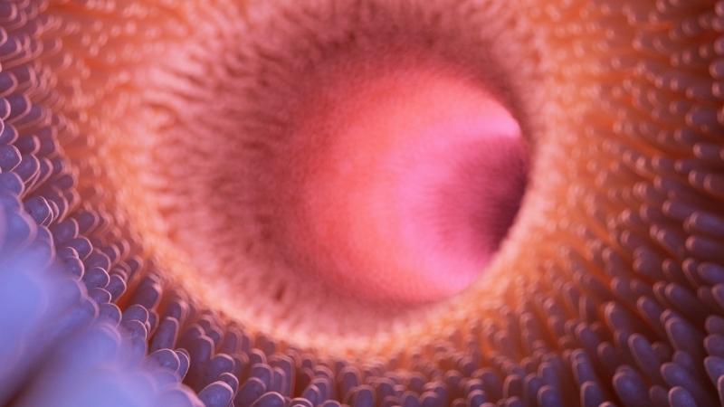 Close-up view inside the intestine with textured lining and central opening